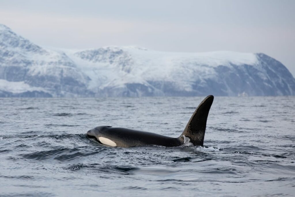 5 Best Tours for Whale Watching in Tromsø (2025-2026)