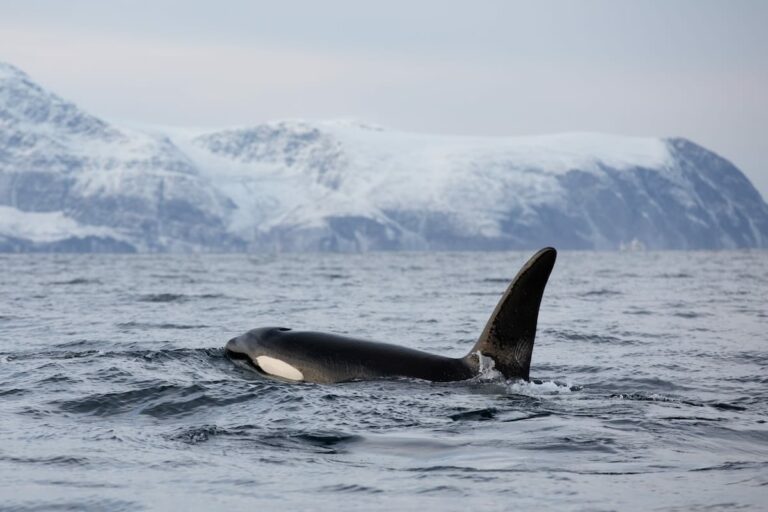 Whale watching in Tromsø, Norway: Tips + Best Tours