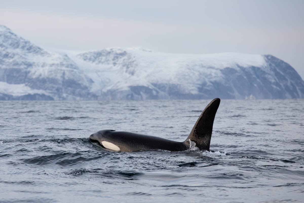 Whale watching in Tromso, Norway: Tips + Best Tours