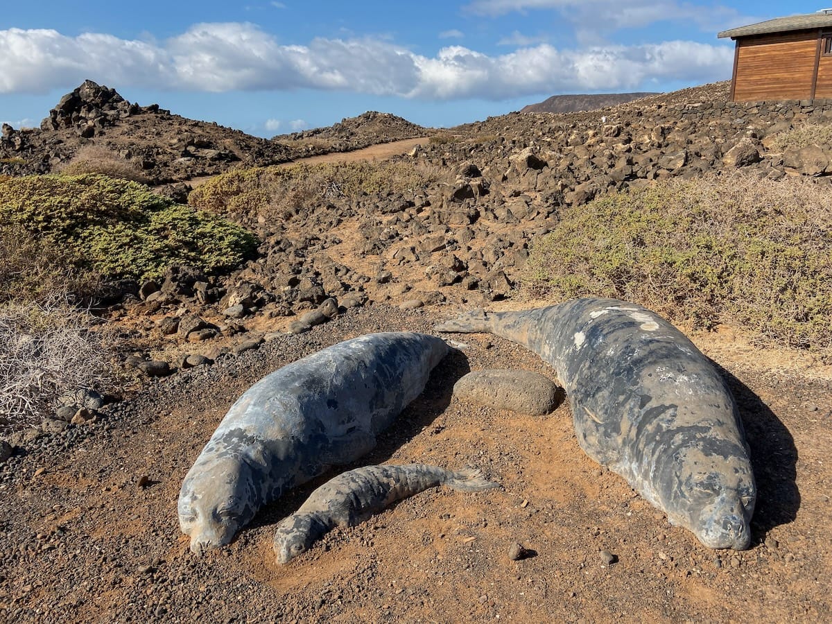 Lobos Island was once known for its monk seals