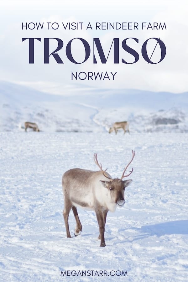 Looking for the top Sami experiences in Tromso, Norway? This guide tells you where to learn about the Sami, feed and go reindeer sledding in Tromso, and more! | Things to do in Tromso | What to do in Tromso | Tromso tours | Tromso activities | Tours in Tromso | Sami in Tromso | Tromso Sami | Feed reindeer in Tromso | Tromso culture | Tromso itinerary