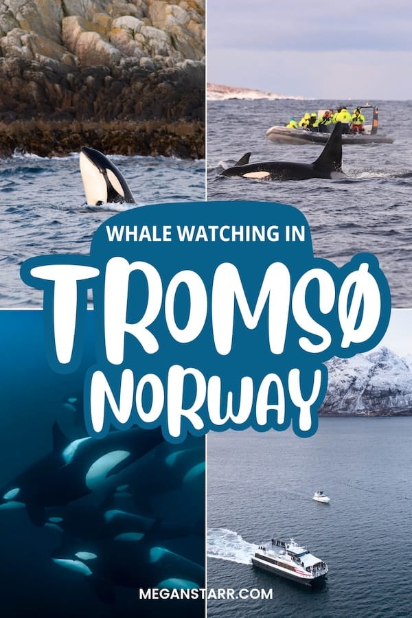 https://www.meganstarr.com/whale-watching-tromso-norway/