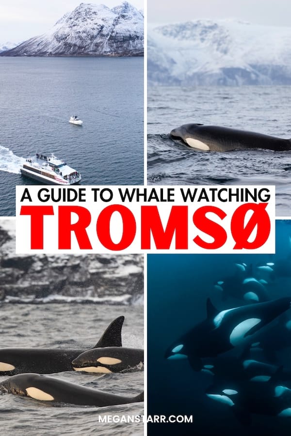 https://www.meganstarr.com/whale-watching-tromso-norway/