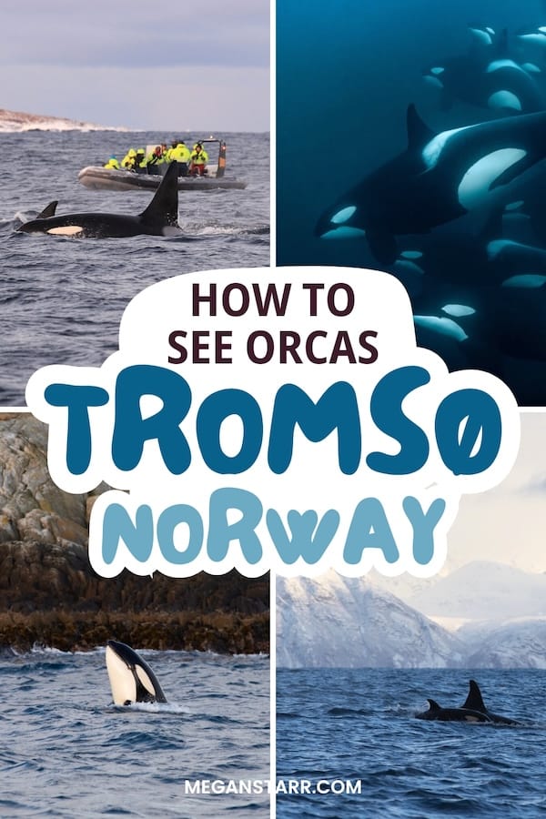 https://www.meganstarr.com/whale-watching-tromso-norway/