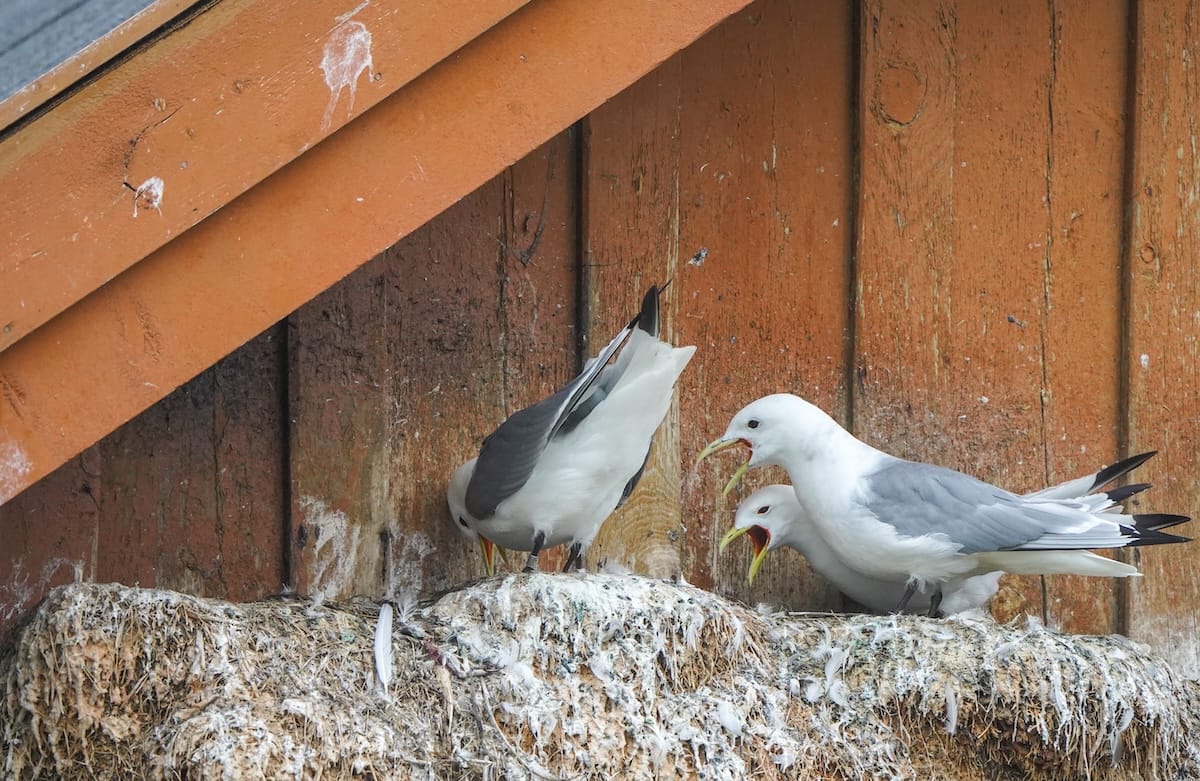 Black-legged kittiwakes on the Pomor Museum