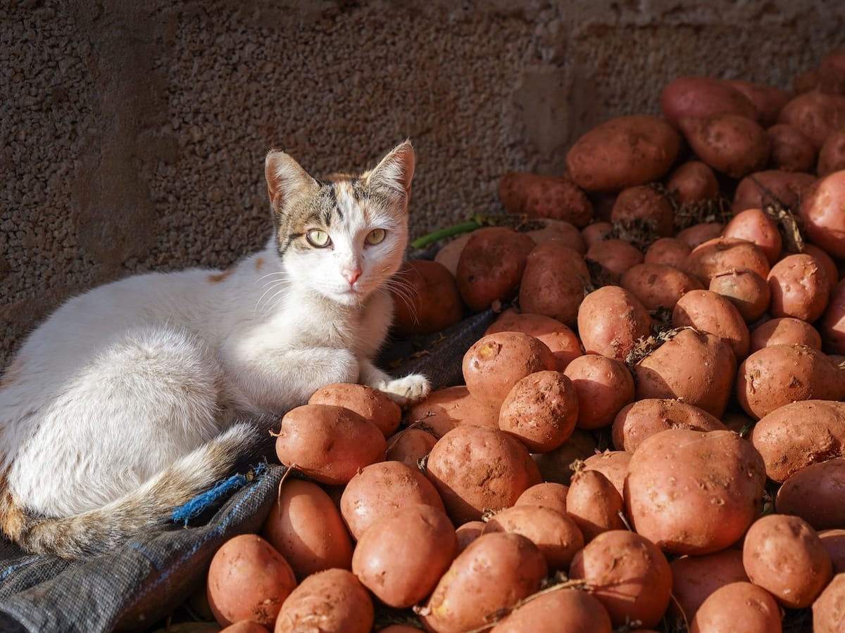 From the market in Dakhla