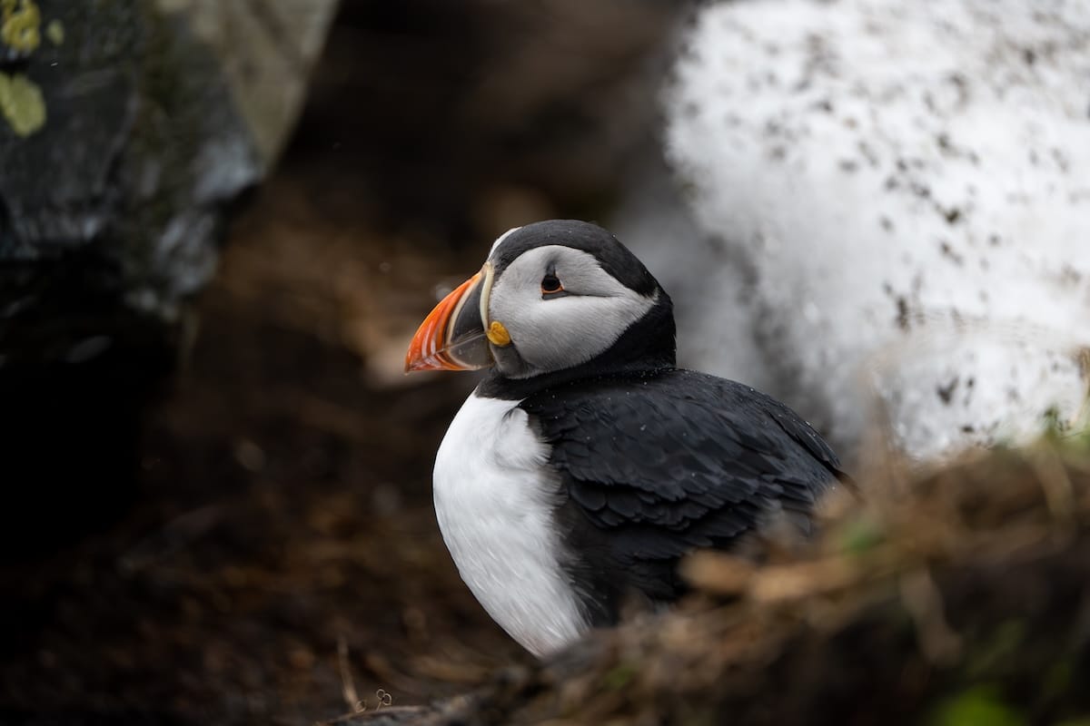 Puffin on Hornøya in Vardø