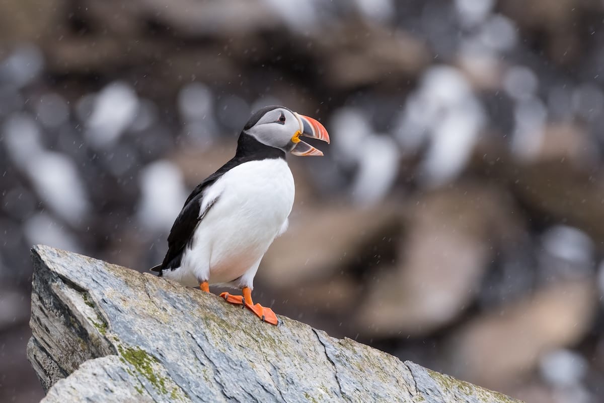 Puffins on Hornøya