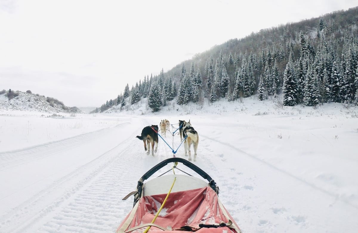 Dog sledding in Steamboat with Grizzle - a sled going through the snow with a team of huskies in Colorado