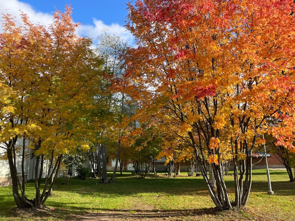Rovaniemi in late September