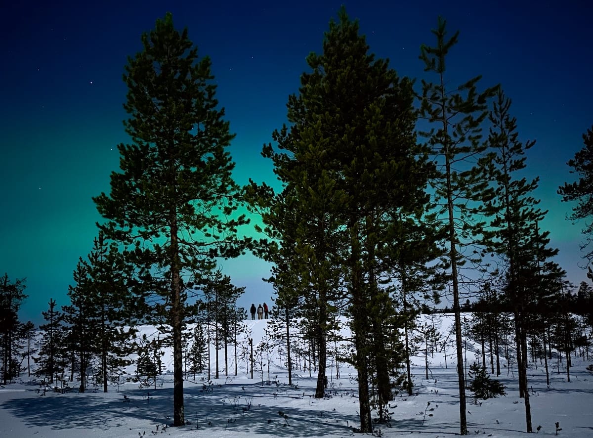 Even if the trees have lost snow due to wind, it is on the ground