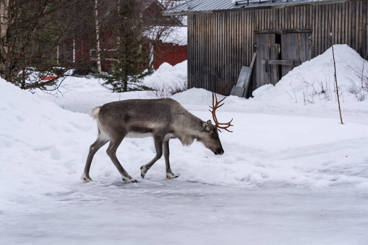 Hanging at Local Lifestyle Rovaniemi