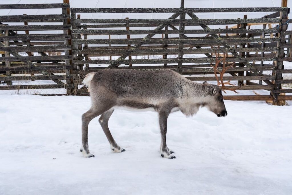 Where to feed reindeer in Rovaniemi - Maikki at Local Lifestyle