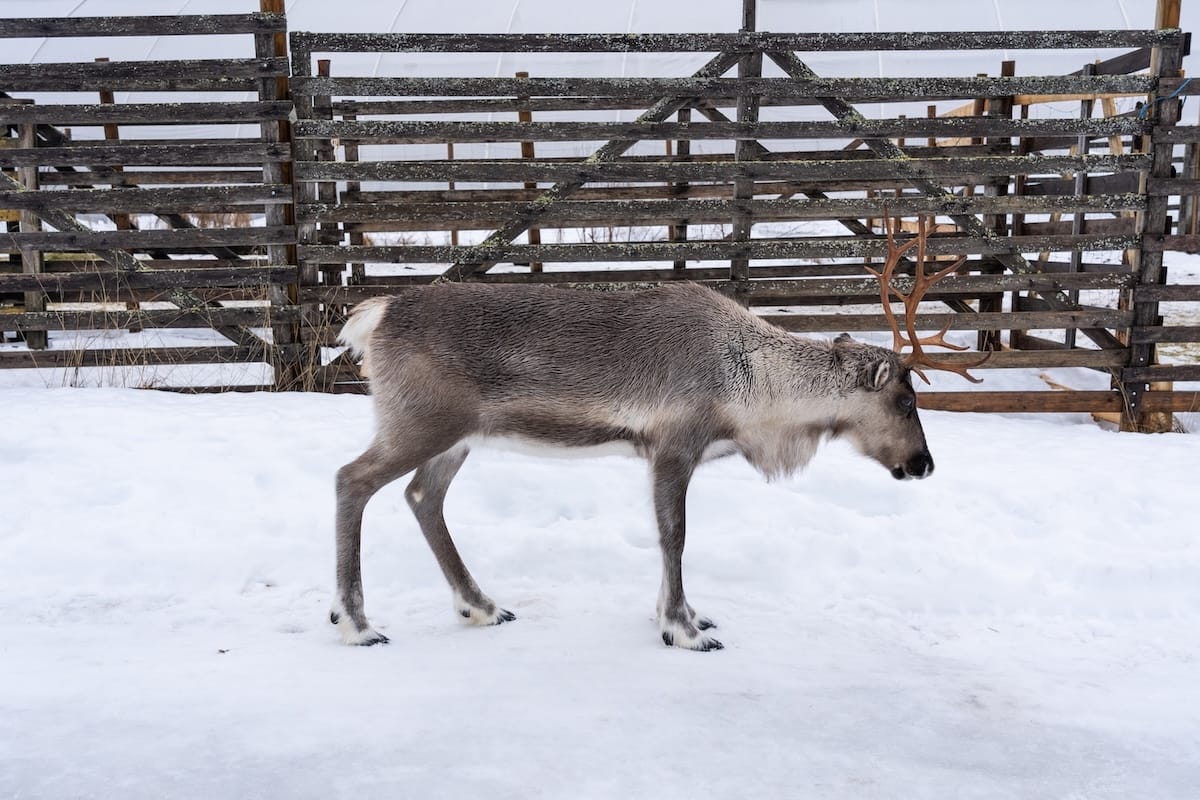 Where to feed reindeer in Rovaniemi - Maikki at Local Lifestyle