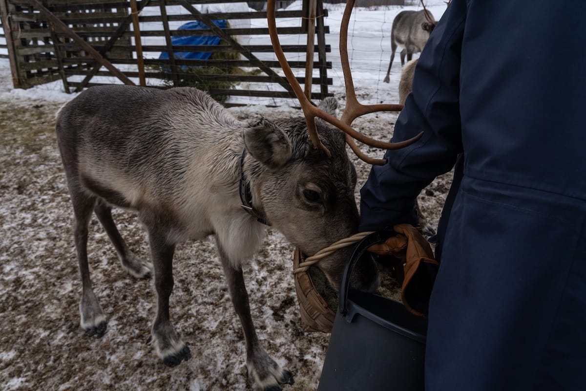 The reindeer had no problems going straight to the food buckets!