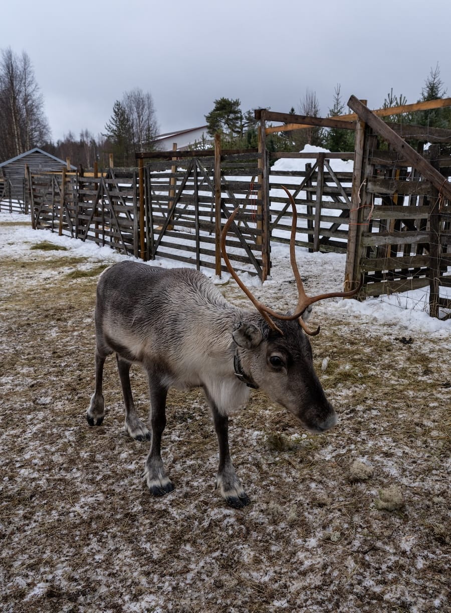 Ritsa the reindeer at Local Lifestyle Rovaniemi