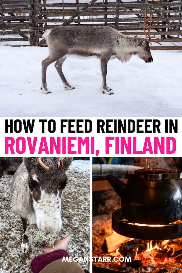 Looking to feed reindeer in Rovaniemi, Finland on your trip? This guide tells you how to visit a reindeer farm in Rovaniemi - including how to book and more! | Things to do in Rovaniemi | Rovaniemi tours | What to do in Rovaniemi | Rovaniemi itinerary | Rovaniemi excursions | Rovaniemi activities | Reindeer in Rovaniemi | Rovaniemi reindeer | Reindeer tours in Rovaniemi | Visit Rovaniemi | Rovaniemi in winter