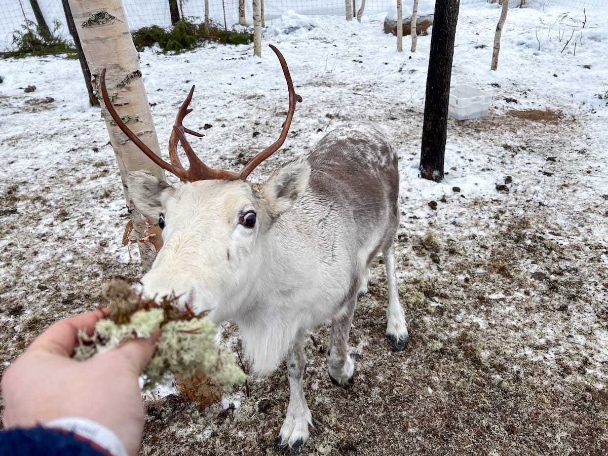 Ed feeding the reindeer there