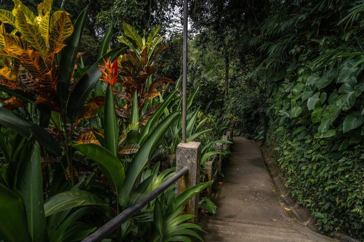 This is a concrete path surrounded by lush greenery and a few flowers on the way to Tibumana Waterfall
