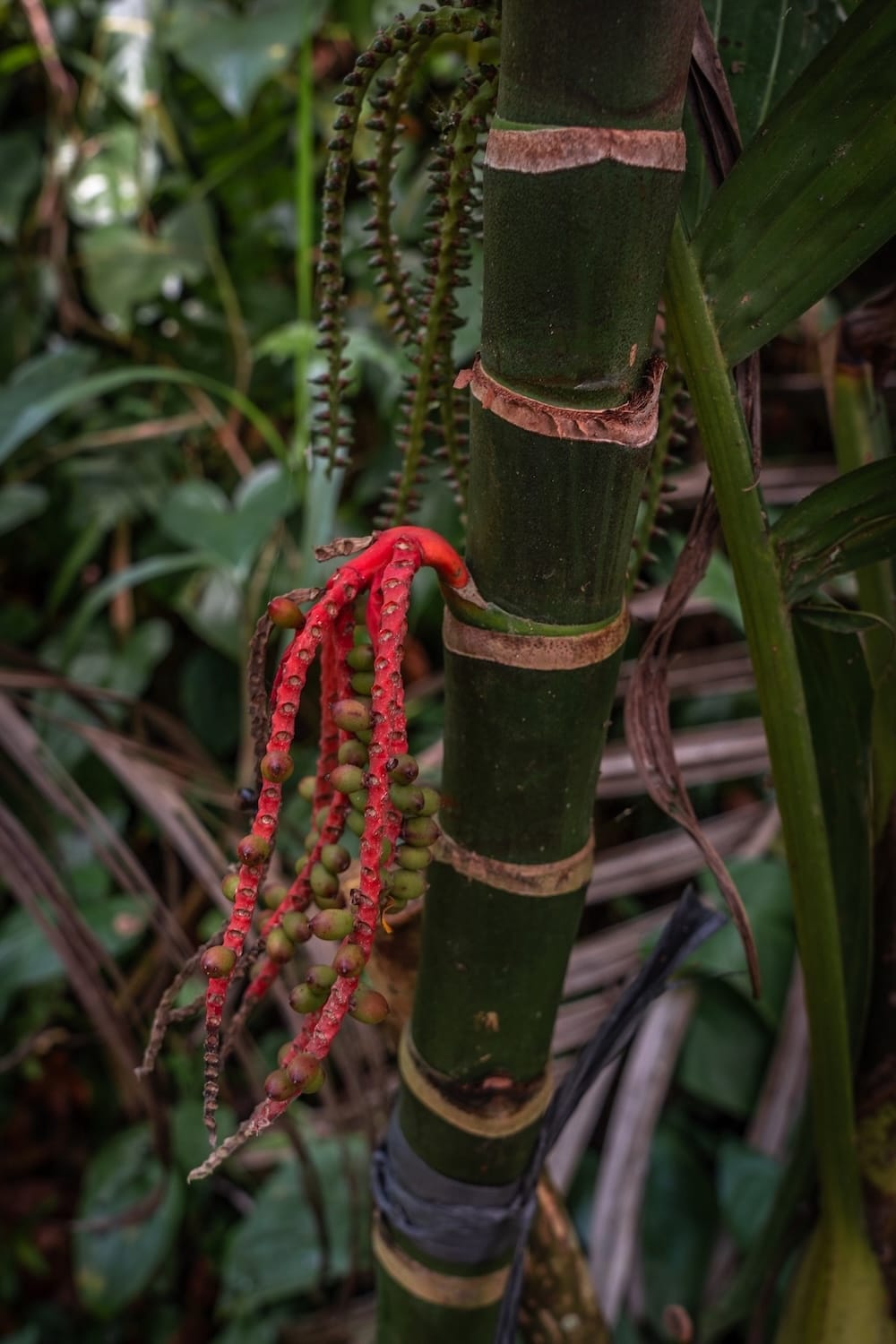 A photo of a tree and a pop of color on the path to Bali's Suwat Falls