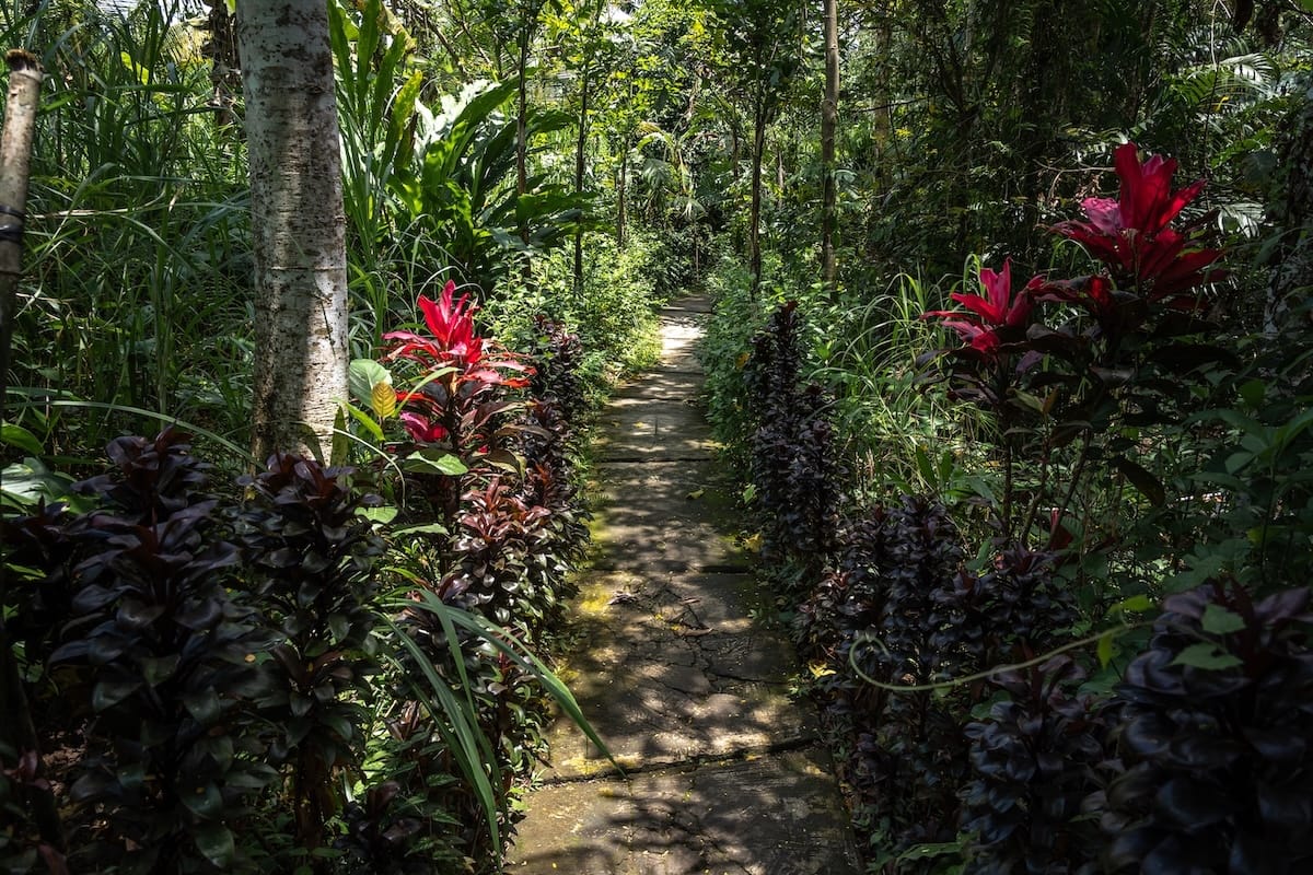 A small path through a tropical forest leading to Suwat Waterfall