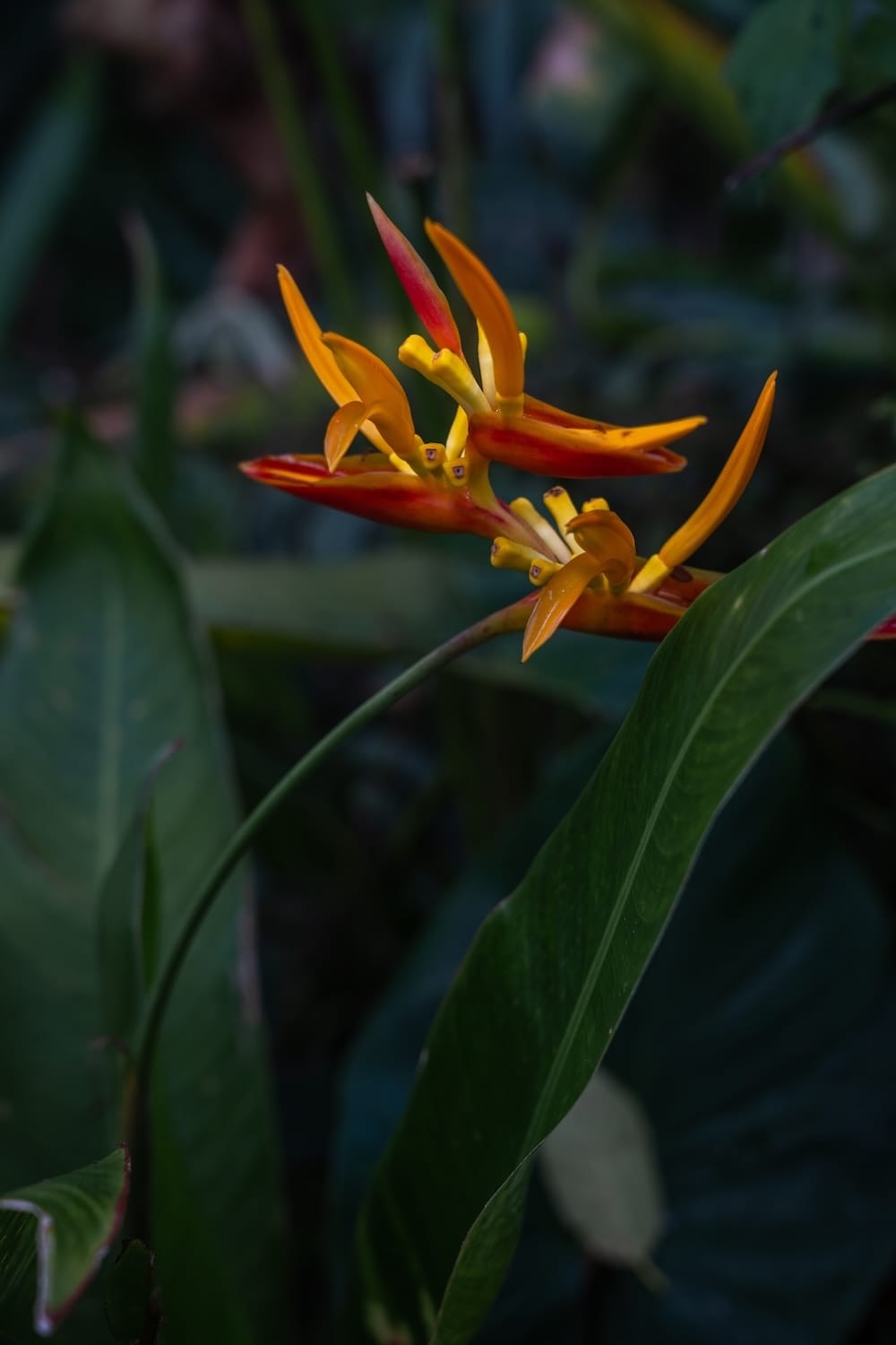 This is a tropical flower that is orange-yellowish on the path to Suwat Waterfall