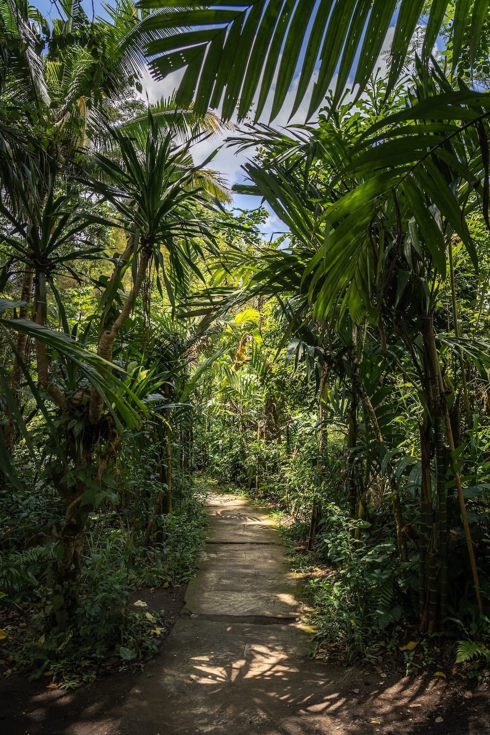 This is a path with palms and greenery leading to Suwat Waterfall in Bali