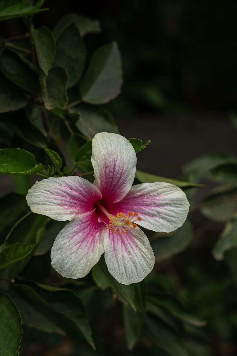 A white hibiscus flower with a pink center taken at Ulu Petanu Waterfall in Bali