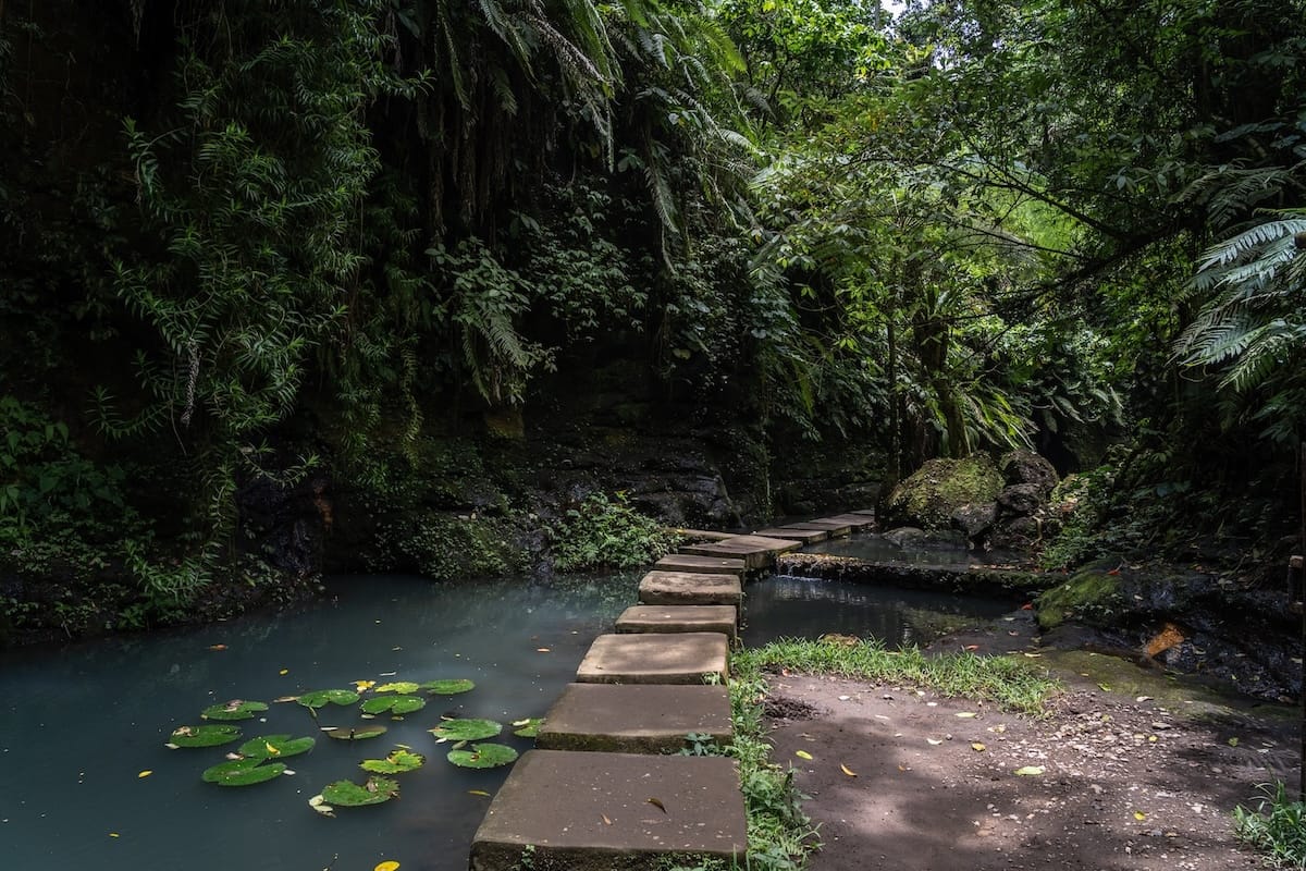 An koi pond with lily pads and stones to cross it. It is taking me to Ulu Petanu Waterfall