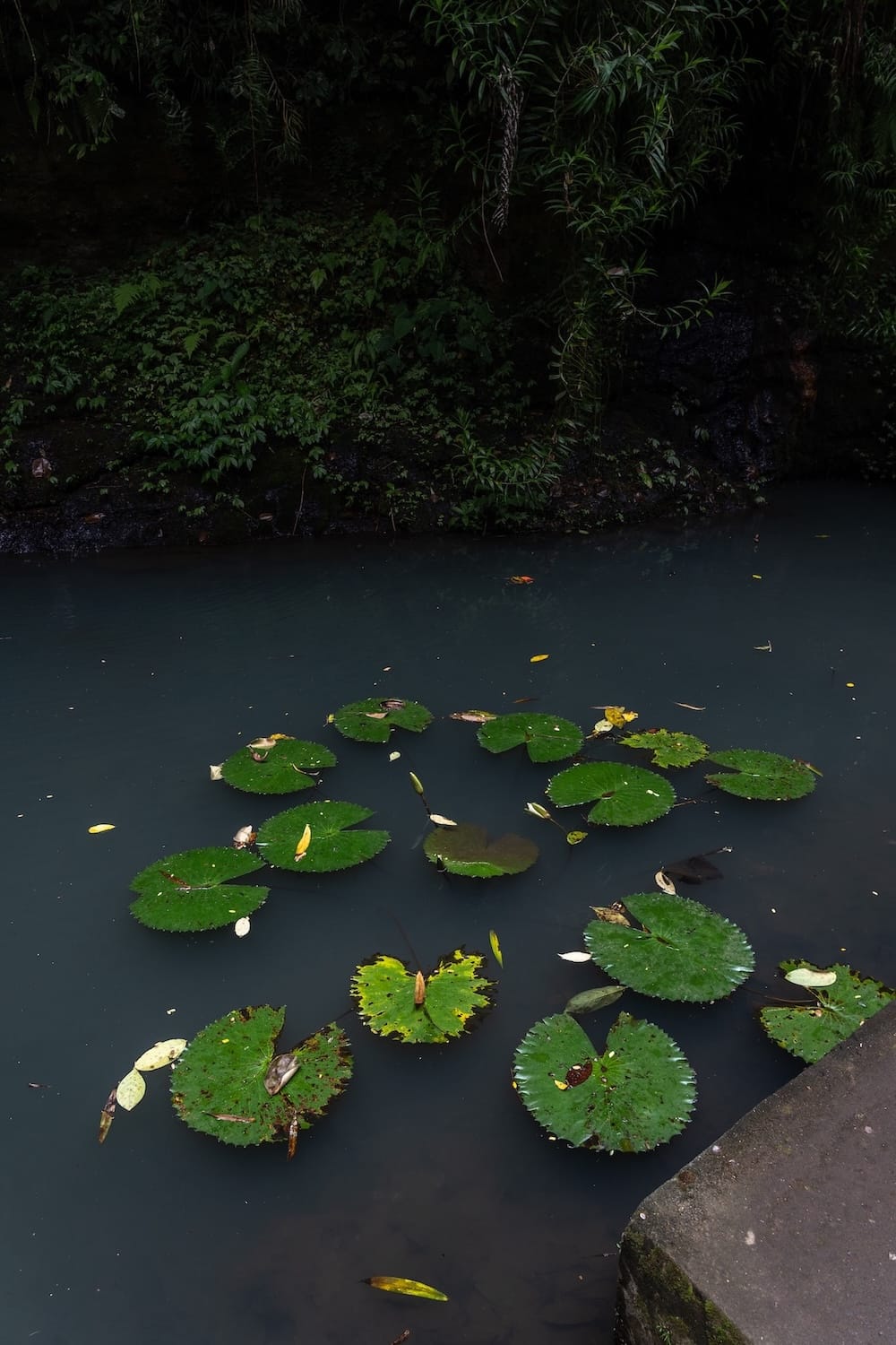 These are green lily pads in a koi pond at Ulu Petanu waterfall