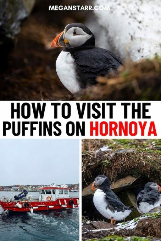 Do you want to visit the puffins on Hornøya in Vardø, Norway? This is a detailed guide about how to do it and what to know before you go. | Vardø things to do | Things to do in Vardø | Birdwatching in Vardø | Birdwatching Hornøya | Puffins in Norway | Puffins in Vardø | Varanger Peninsula | Birds in Norway | Birding in Norway | Vardø itinerary | How to get to Hornøya | Visit Hornøya | Visit Vardø | What to do in Vardø | Vardø tours | Puffins in Scandinavia