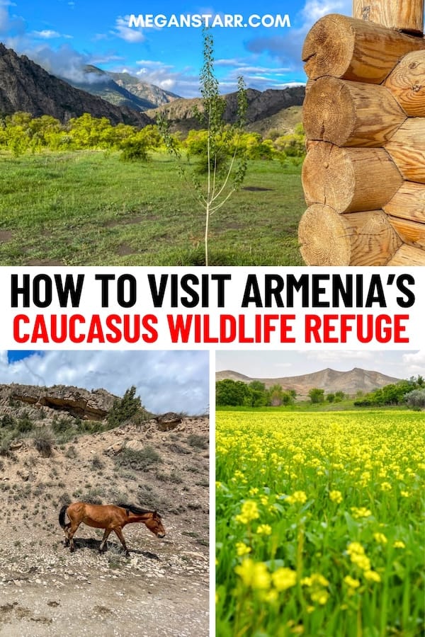 Are you looking to visit the Caucasus Wildlife Refuge in Armenia on your trip? This guide details how to do so - by tour and by staying overnight. Learn more! | day trips from Yerevan | Things to do in Yerevan | Ararat Marz | Places to visit in Armenia | Wildlife in Armenia | Conservation in Armenia | Things to do in Armenia | Armenia off the path | Yerevan day trips | Unique accommodation in Armenia