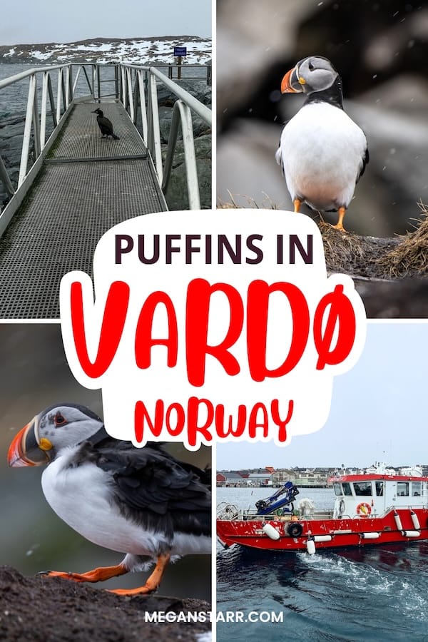 Do you want to visit the puffins on Hornøya in Vardø, Norway? This is a detailed guide about how to do it and what to know before you go. | Vardø things to do | Things to do in Vardø | Birdwatching in Vardø | Birdwatching Hornøya | Puffins in Norway | Puffins in Vardø | Varanger Peninsula | Birds in Norway | Birding in Norway | Vardø itinerary | How to get to Hornøya | Visit Hornøya | Visit Vardø | What to do in Vardø | Vardø tours | Puffins in Scandinavia