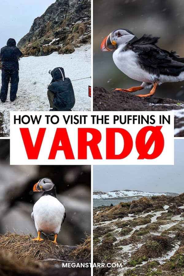 Do you want to visit the puffins on Hornøya in Vardø, Norway? This is a detailed guide about how to do it and what to know before you go. | Vardø things to do | Things to do in Vardø | Birdwatching in Vardø | Birdwatching Hornøya | Puffins in Norway | Puffins in Vardø | Varanger Peninsula | Birds in Norway | Birding in Norway | Vardø itinerary | How to get to Hornøya | Visit Hornøya | Visit Vardø | What to do in Vardø | Vardø tours | Puffins in Scandinavia