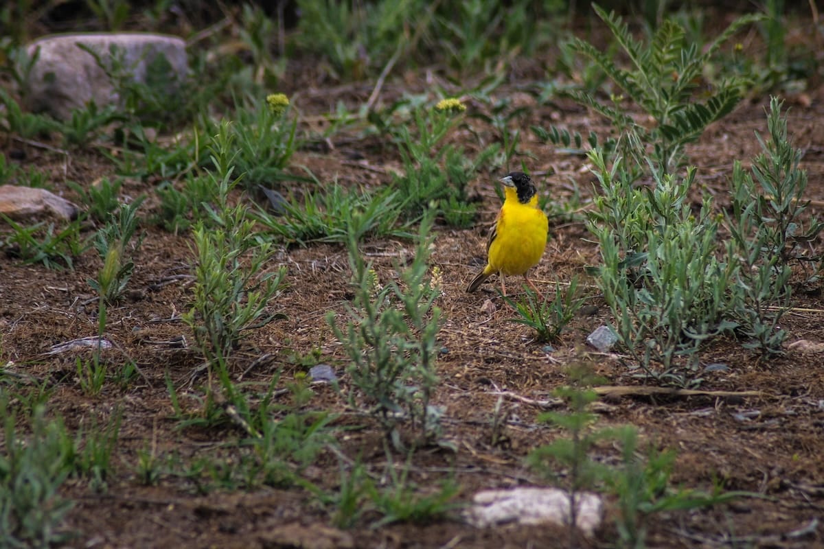 A bird at the CWR in Armenia