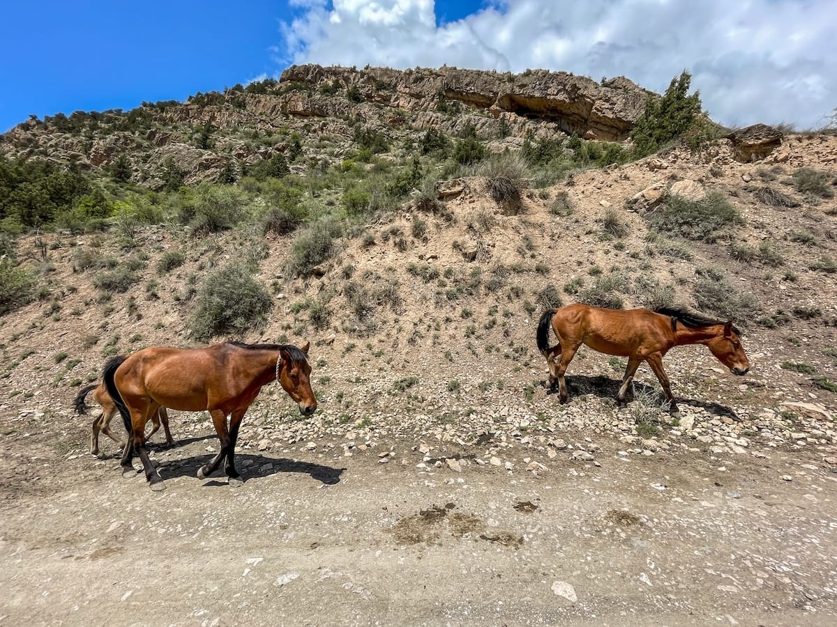 Horses at the Caucasian Wildlife Refuge