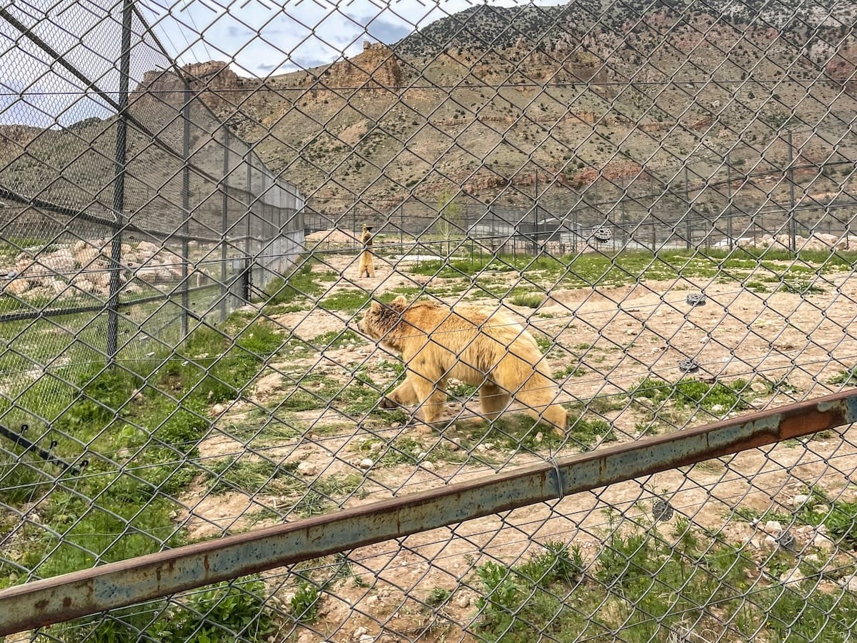 Caucasian Wildlife Refuge in Armenia
Brown bears that had been rescued at the WRC