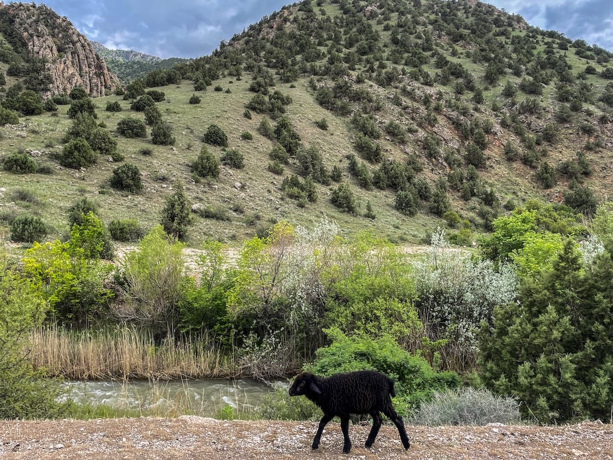 Caucasian Wildlife Refuge in Armenia-8