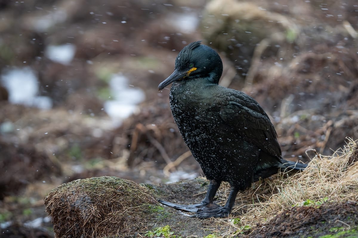 A European Shag looking cold in the snow and rain in Vardø, Norway