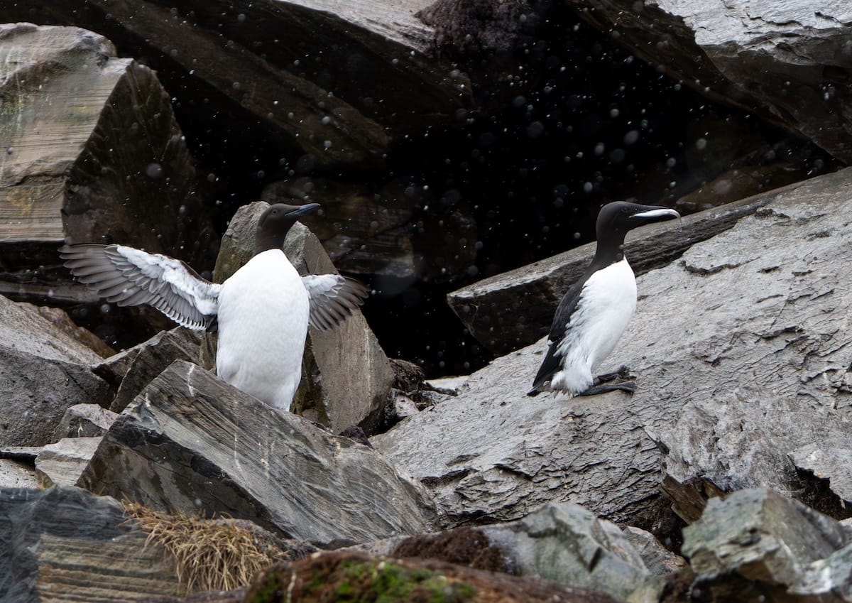 You're also in Guillemot country - guillemots on rocks in Norway