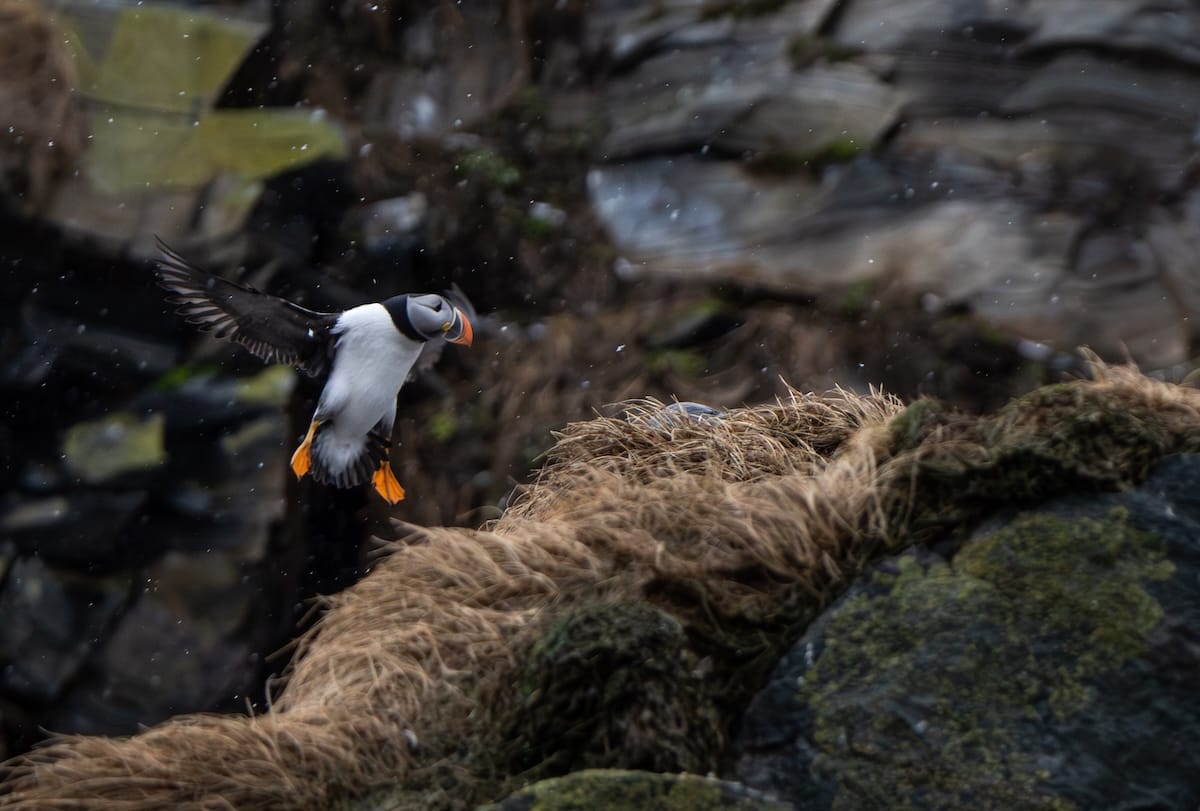 A puffin in mid-flight on Hornøya island in Norway