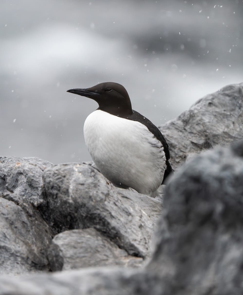 A guillemot on a rock in Vardø, Norway