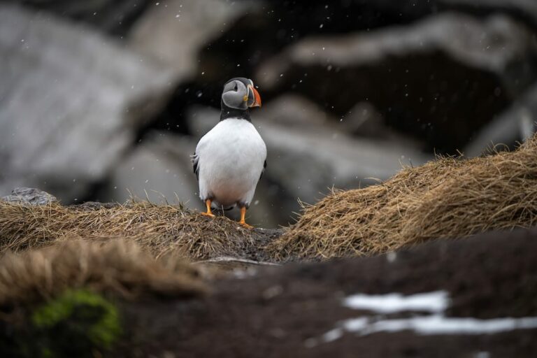 How to See the Puffins on Hornøya in Vardø, Norway