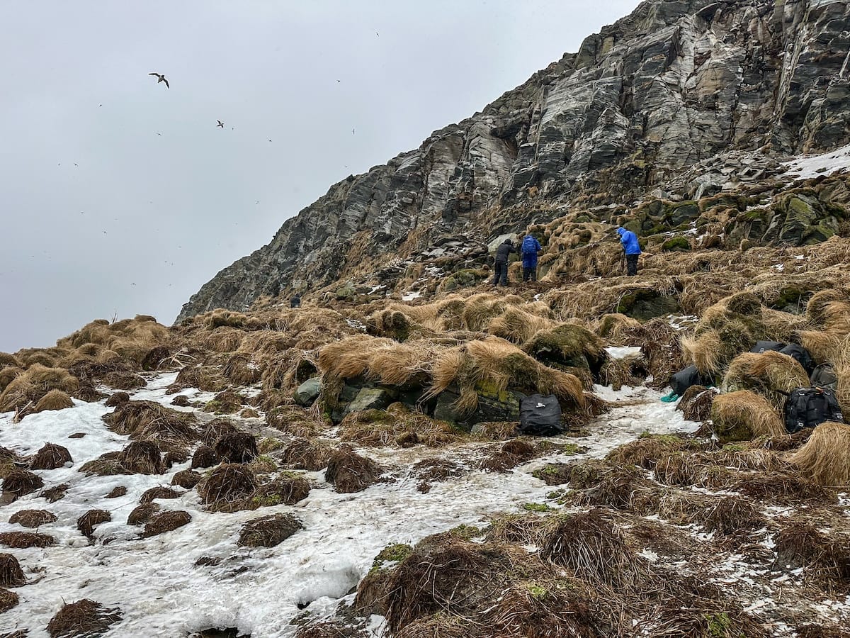A photo of birds flying around an island called Hornøya in Vardø, Norway - there are people photographing in the distance and some snow on the brown ground