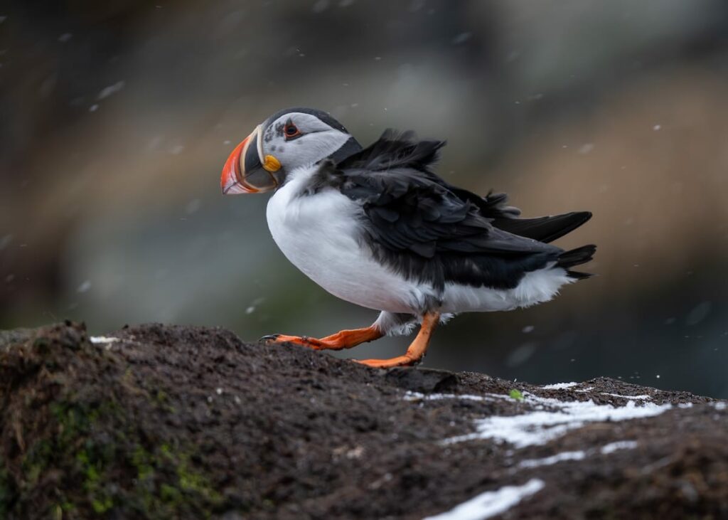 A puffin in the wind with feathers ruffling in Norway