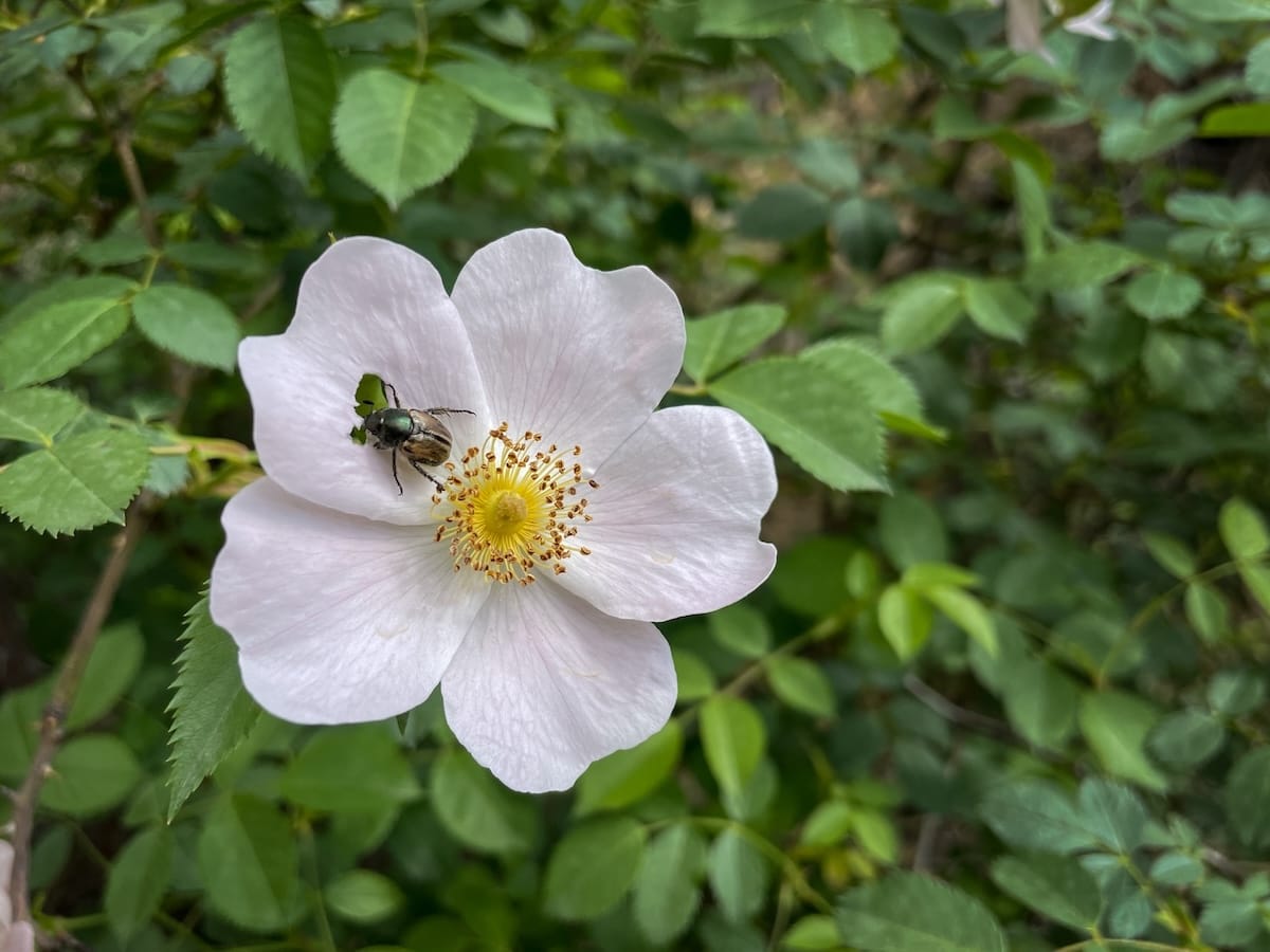 Flower at Angels' Canyon