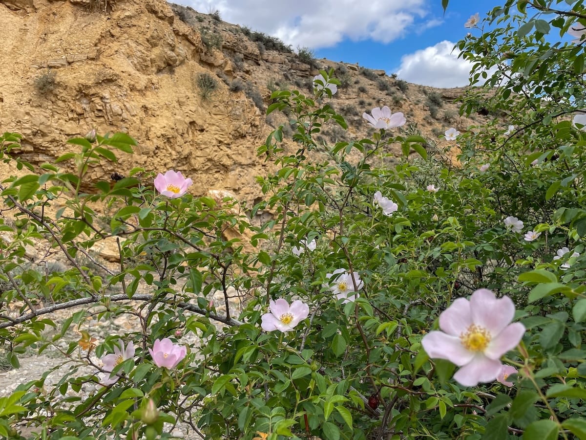 There were wildflowers blooming in May