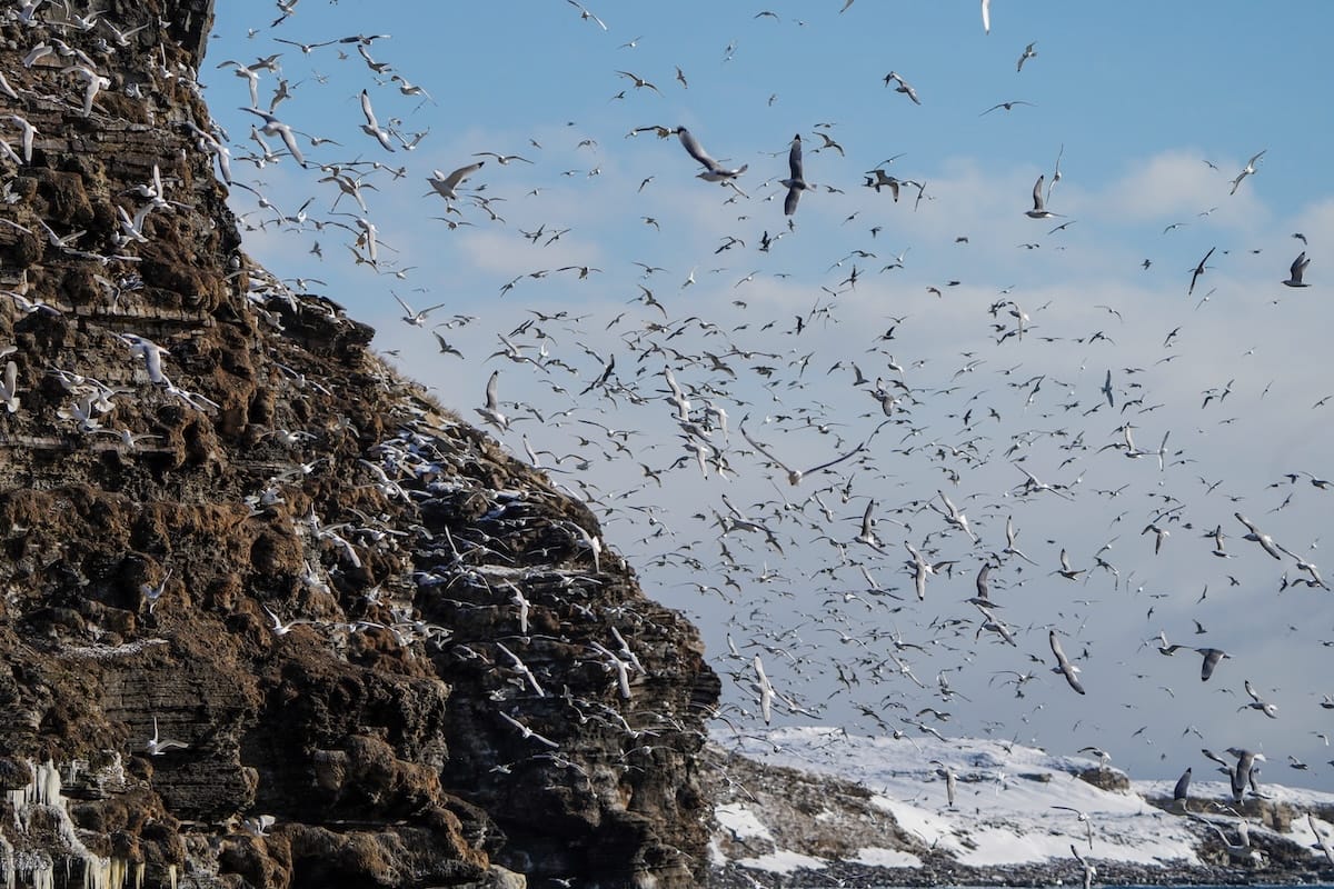 The photo contains a ton of kittiwakes in Ekkeroy, Norway flying around a cliff