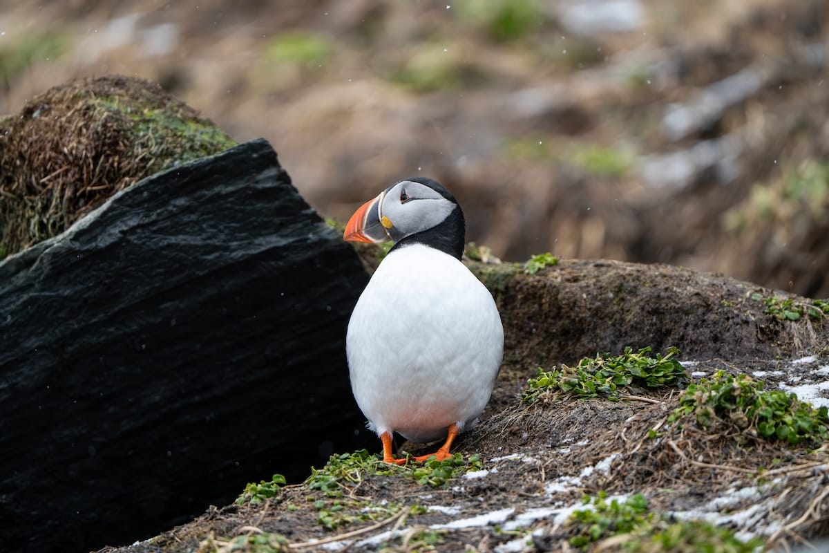 A puffin in front of a black rock on Hornøya in Norway