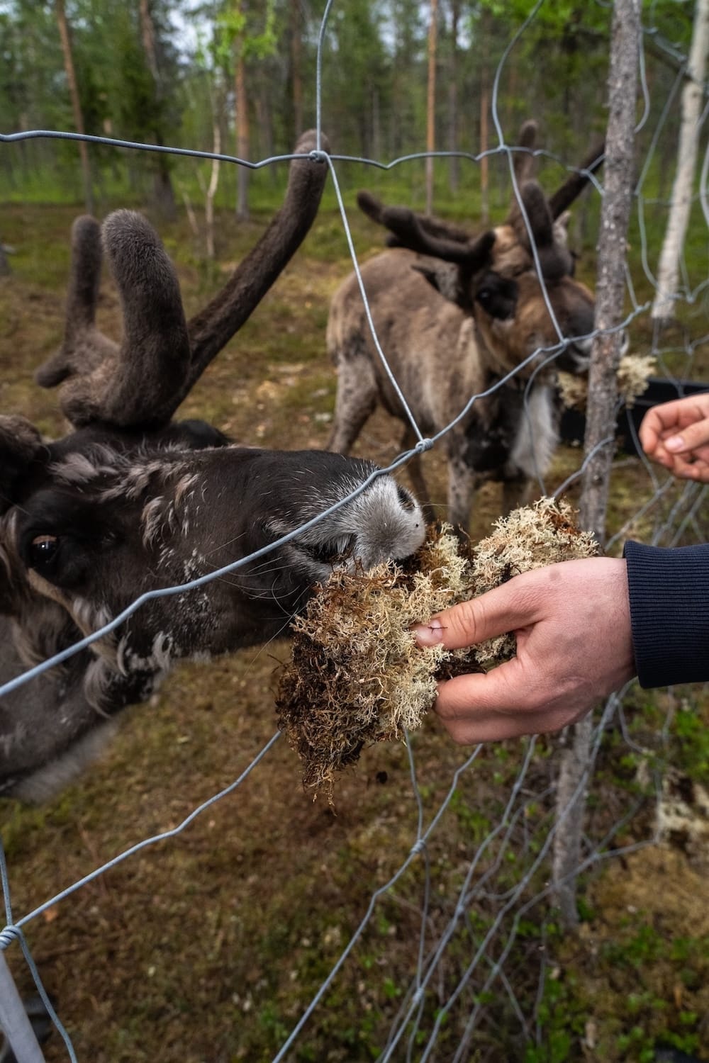 Feeding the reindeer at Reindeer Lodge in Jukkasjarvi